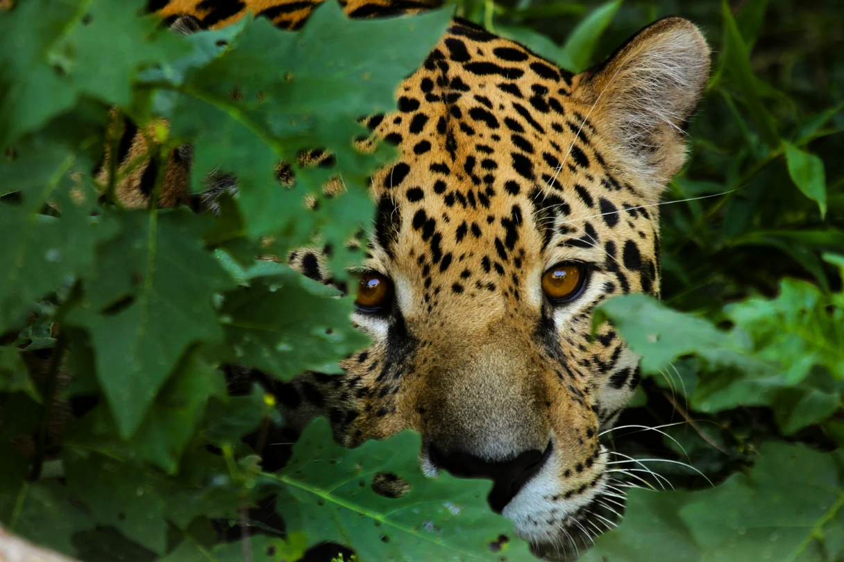 pantanal safari tours
